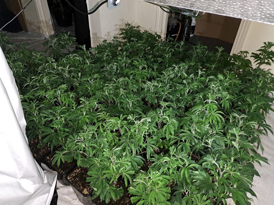 Cannabis plants were found in farms in Alnwick and Berwick