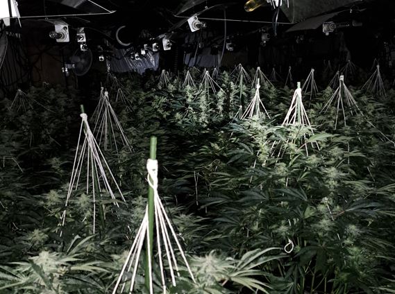 Cannabis farm located in Gateshead
