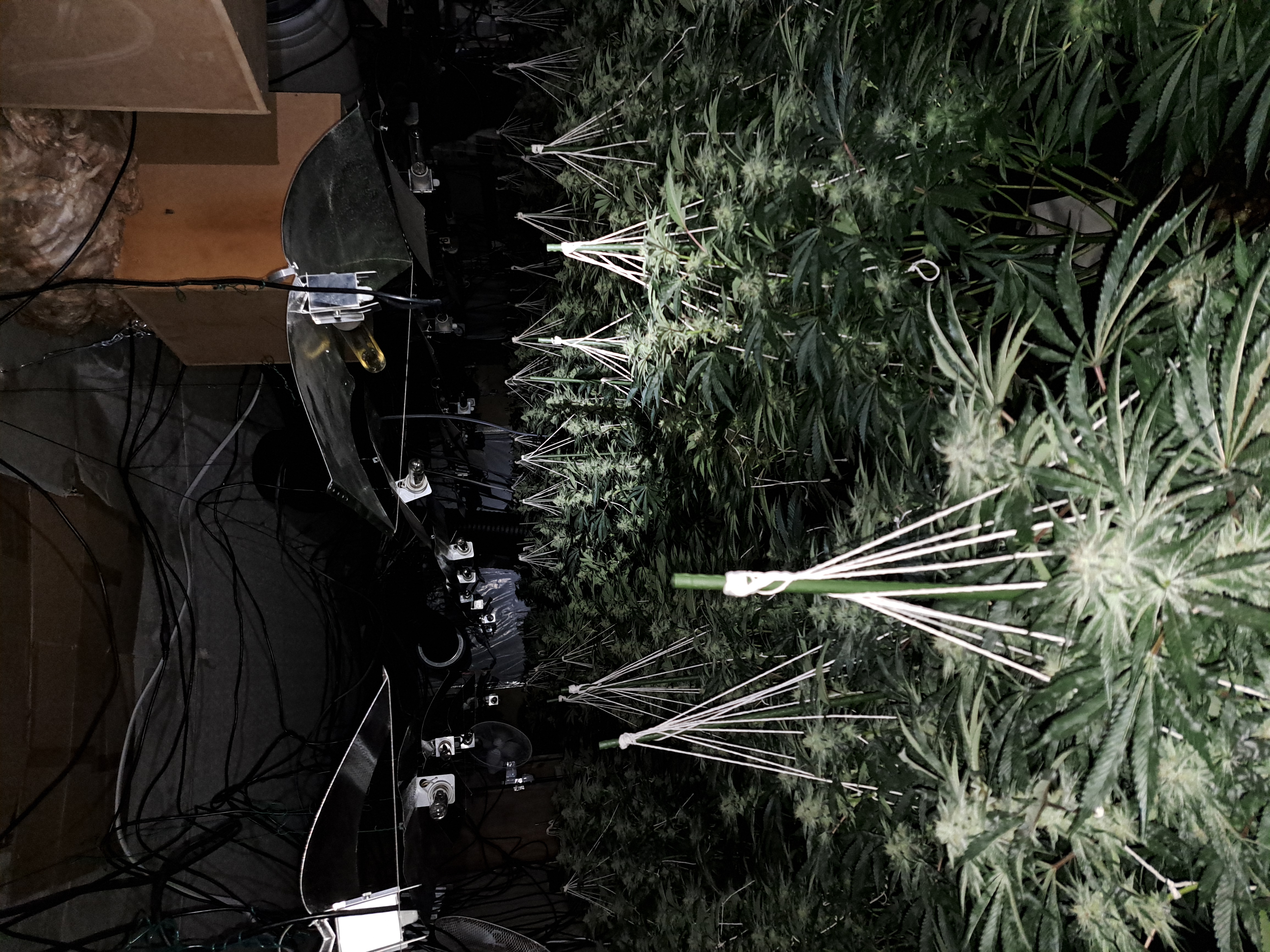 A cannabis farm. 