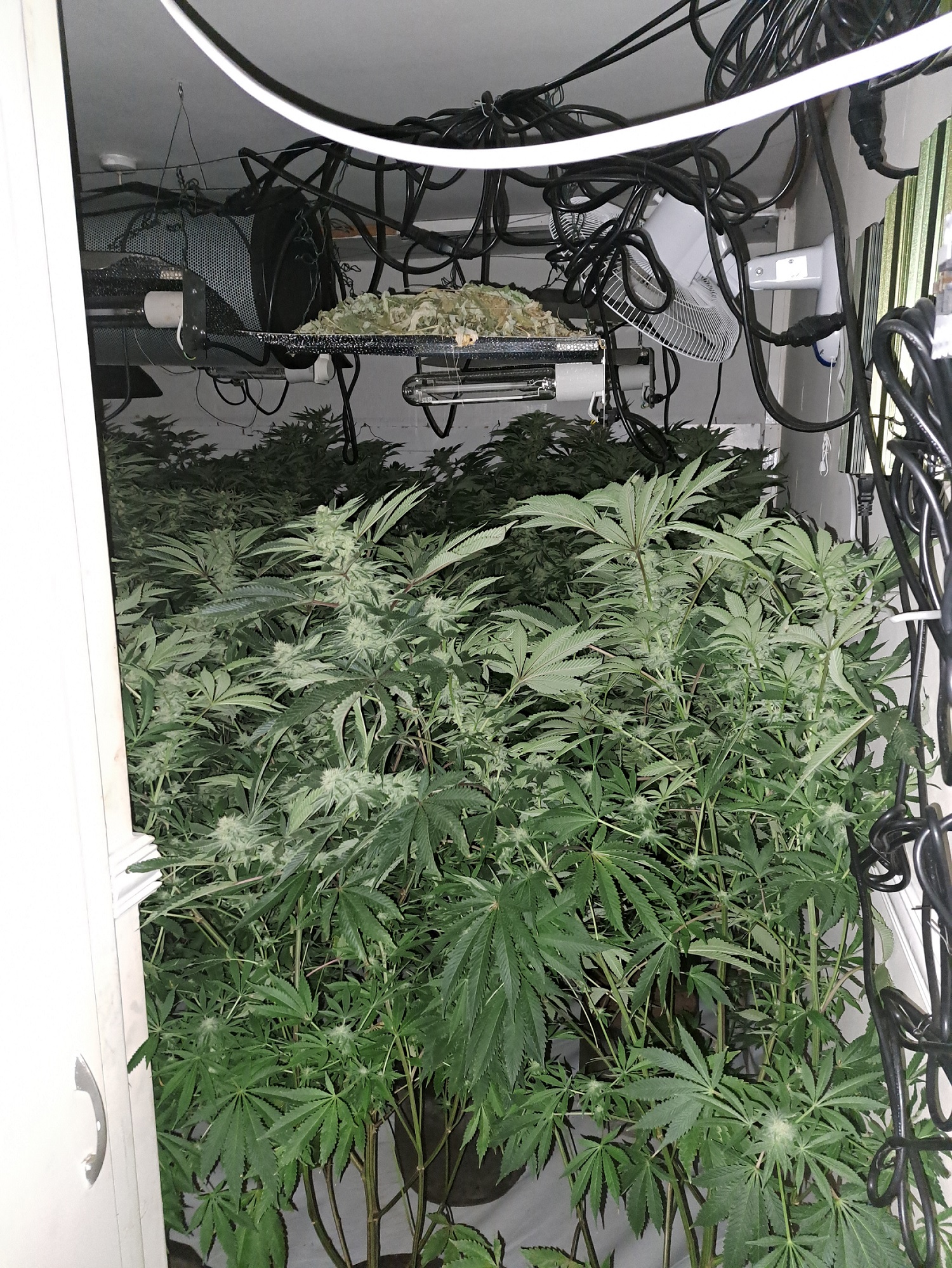 Picture of cannabis farm 