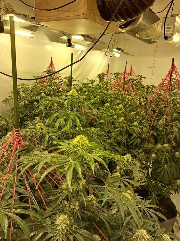 Cannabis farm in Riding Mill