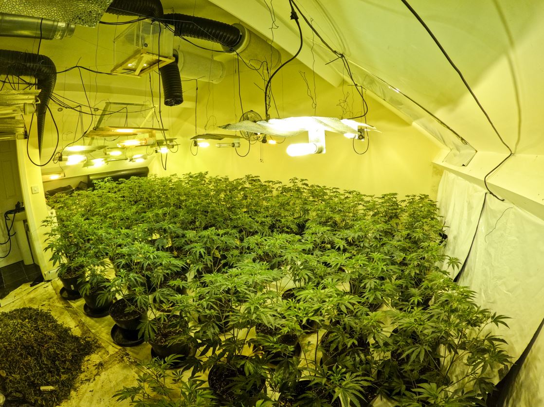 Cannabis farm discovered in Ashington