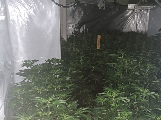 Image of suspected cannabis farm